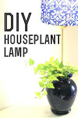 7 Steps to Turning Your Plant into a Lamp